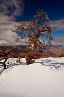Tree at Grand Canyon NP