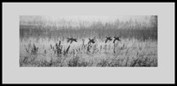 New Ca.State Fair entry. Ducks at the Cosumnes Preserve So Sacramento County.