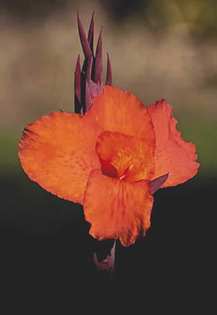 This Cana has many colors from the same plant