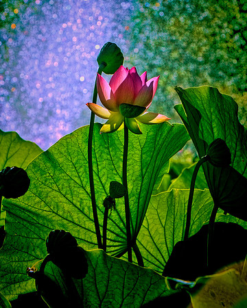 Lotus Bloom with Water Spray in Land Park Sacramento