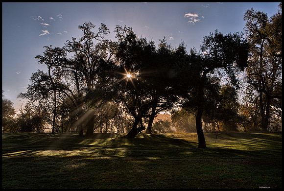 Dappled sunlight at Ansil Hoffman Park