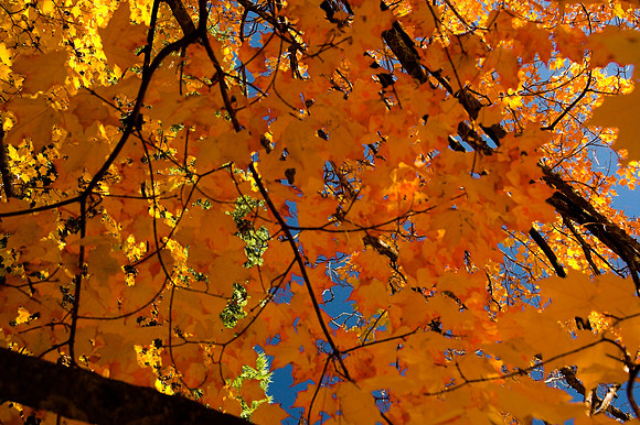 Old Maple Tree Yasemite National Park,Ca