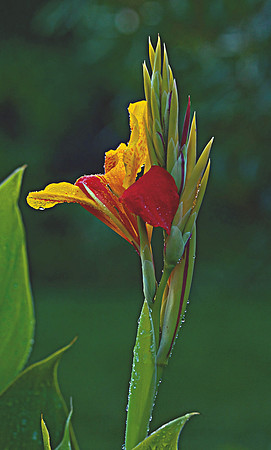 Uncle Frank Canna