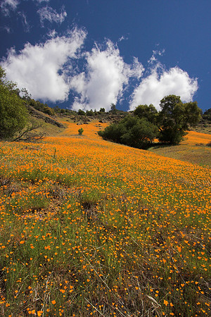 Poppie Fields    Off Hwy 140,Ca