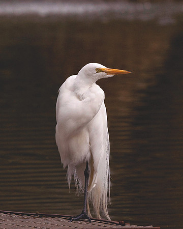Snowy Egret at Land Park
